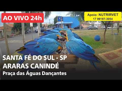 Live webcam view of Canindรฉ Macaw Feeder at Dancing Waters Square