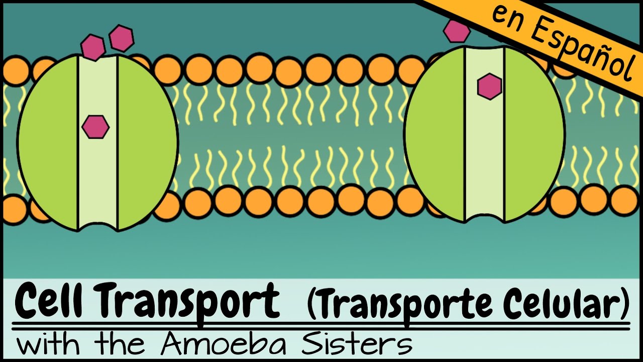 Transporte Celular