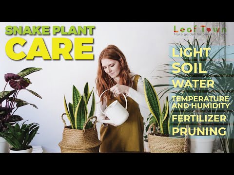 How to Take Care a Snake plants। snake plant care tips। Leaf Town