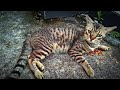 Hungry Gray Tabby Cat Begging For Food