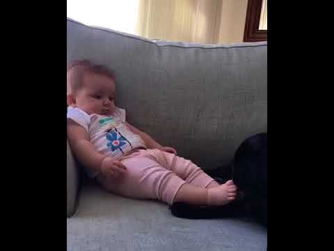 Dogs of instagram  black dog licks baby's toes on grey couch