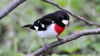 Download lagu Rose-breasted Grosbeak Portrait mp3