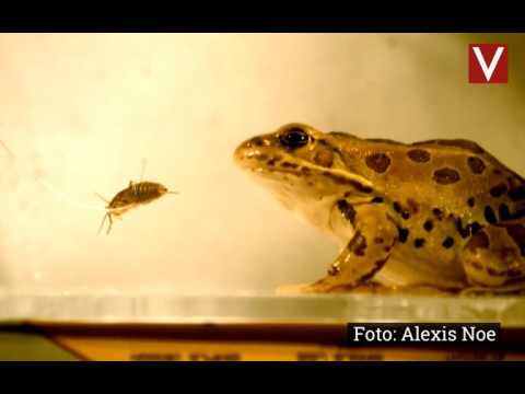 Leopardfrø fanger bytte med sin bløde og klistrede tunge
