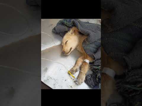 My lovely dog treatment day 😢