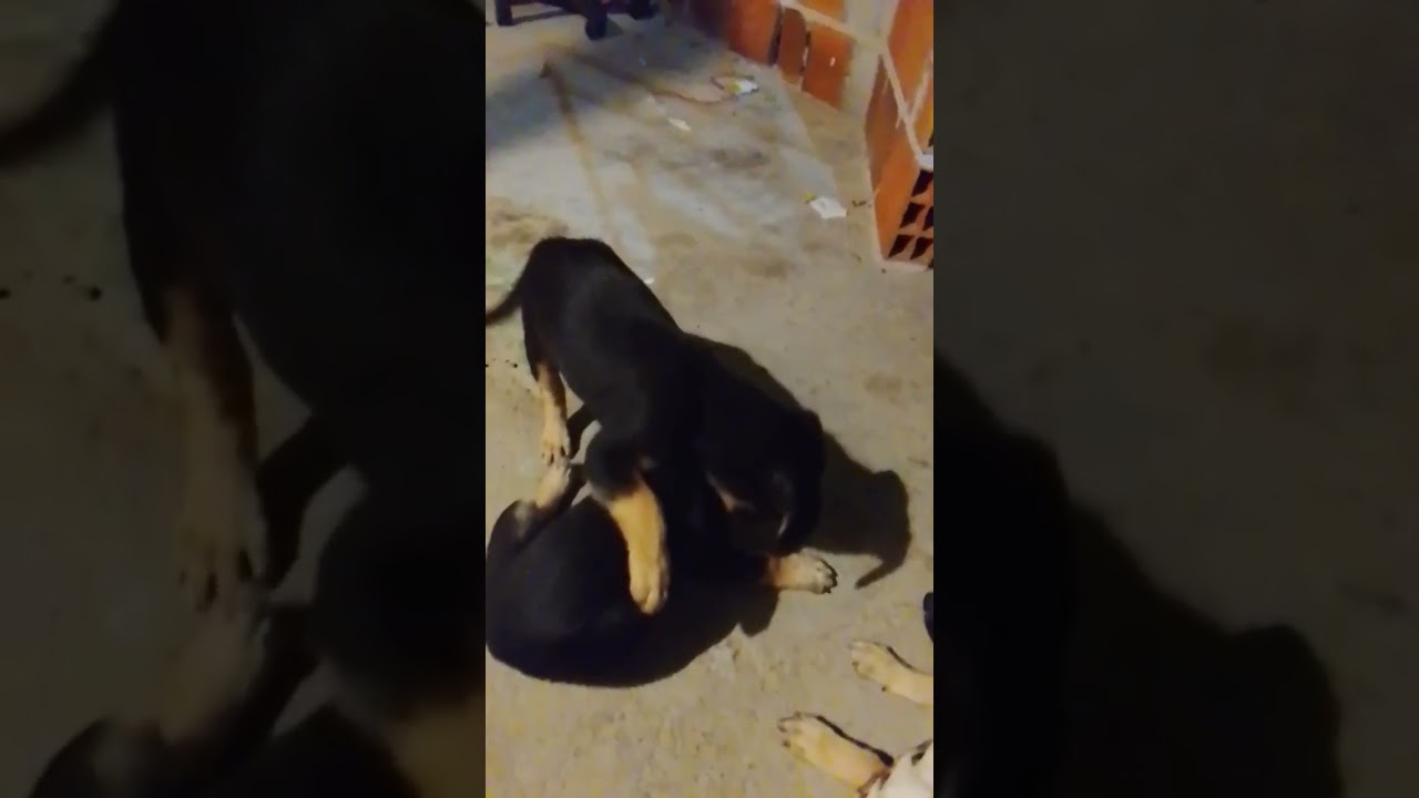 Cachorro raça Labrador idade 2 a 6 meses nome Doa-se essas fêmeas 
