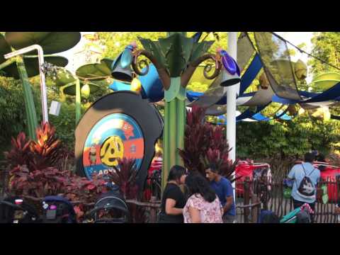 Bug's Land - Sundays with DAPs