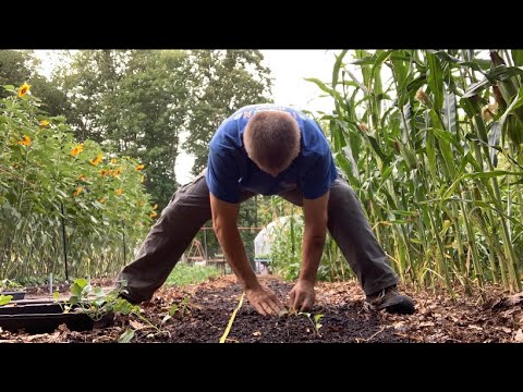 Market Garden: How we prep and flip a bed in mid summer for a fall harvest