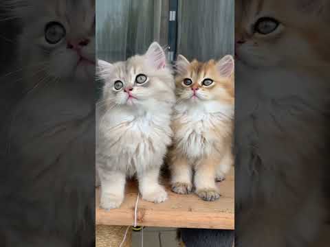 Vendita cuccioli di gatti british con pedigree