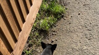 Dog walk talk