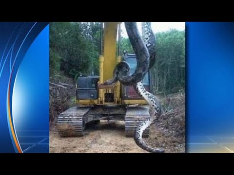 144'' Long Python Found at Bridge Construction Site