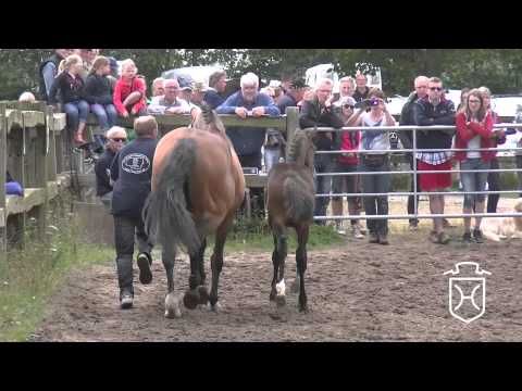 NF160 Stutfohlen von Stanfour   Ariadus   Leandro Apple Geräte HD Höchste Qualität