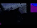CAT VIDEO 2001 A Clinton Odyssey