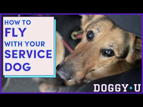 FLYING with Your SERVICE DOG in 2022: A Service Dog Trainer's Guide