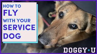 How to FLY with Your SERVICE DOG in 2024: A Service Dog Trainer