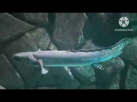 Different types of fishes collected by Nada,Asfiya Mbr