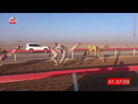  ش 12 (الشاهينيه) لـ حمد عبدالله بالجودي العفاري 2:15:72 ، شارة الصندوق 2026/05/16 فطامين الوقن