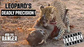 Leopard Vs Warthog: African Wildlife In Action!