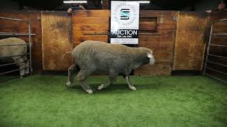 Download lagu Lot 113 mp3