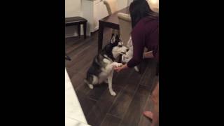 Husky hears baby&#39;s heartbeat for first time