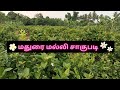 மதுரை மல்லி சாகுபடி Ourfarmer406 Complete Guide To Cultivating Mad