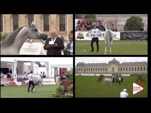 N.94 PSYCHE KERET - Chantilly 2015 ABCE - Stallions 4 years old (Class 9)