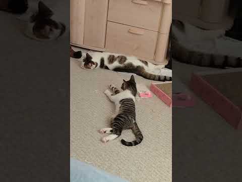 playful kitties