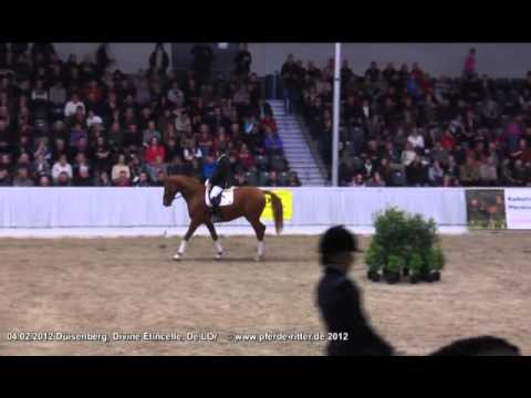 Duisenberg, Divine Étincelle, De L´Or - Schau Hannoveraner Privathengste 04.02.2012