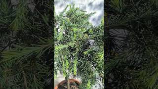 Cedrus deodara 'Feeling Blue' 50cm kmienok