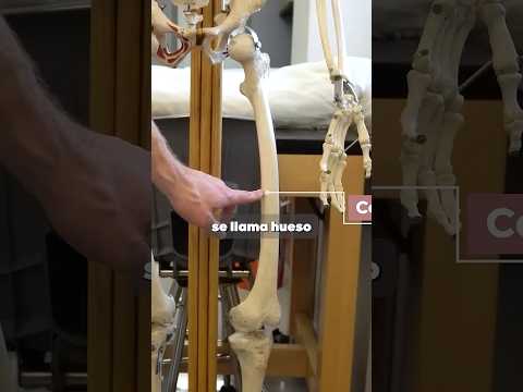 el hueso COMPACTO #anatomia #ciencia #aprender #saber #curiosidades #cuerpo #huesos #calcio