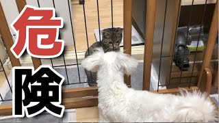 我が家のデブ猫ちゃんが初々しかった頃。ポンプさん今昔物語。