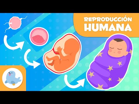 REPRODUCCIÓN HUMANA para niños 👶🏼​​🫄🏻​ Fecundación, Embarazo y Parto 🍼