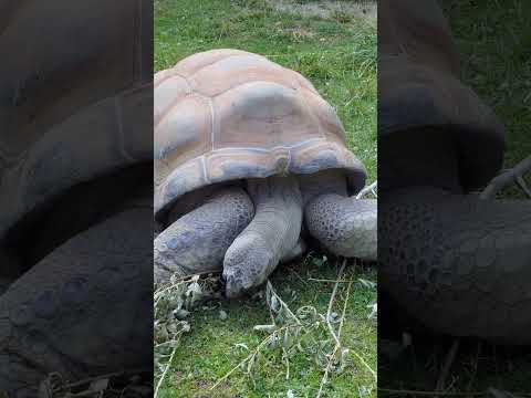 Do you know the difference between turtles and tortoises? #naturepbs #animals #turtle #tortoise