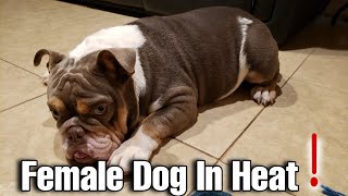 How To Tell When Your Dog Is Starting Her Heat Cycle