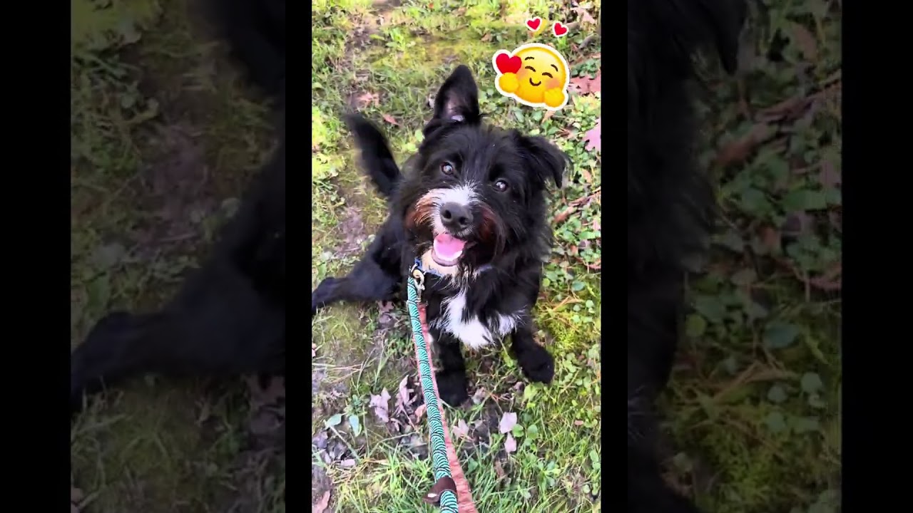 Enlarge Jonah, a Adoptable mixed breed in Shippenville, PA video 6/6