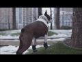 Boston Terrier - Rudy, The Boston Terrier, Is A DOGTV Dogstar