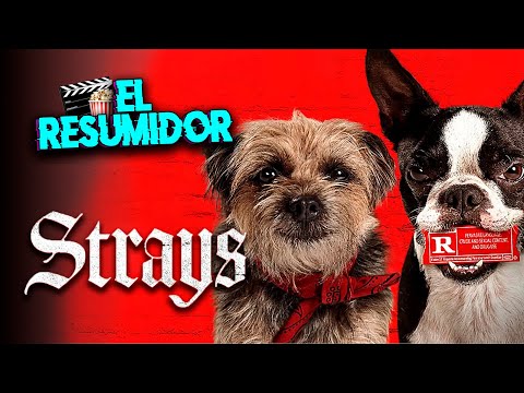 HIJOS DE PERRA (Strays) en 10 Minutos | Resumen