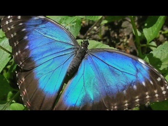 What do blue butterflies mean spiritually?
