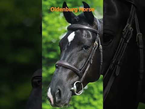 , title : 'Worlds most Beautiful Horse Breed | Oldenburg'