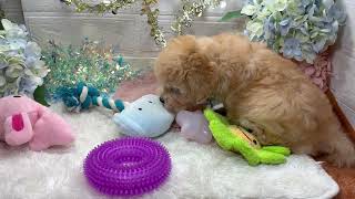 ハーフ犬の動画01