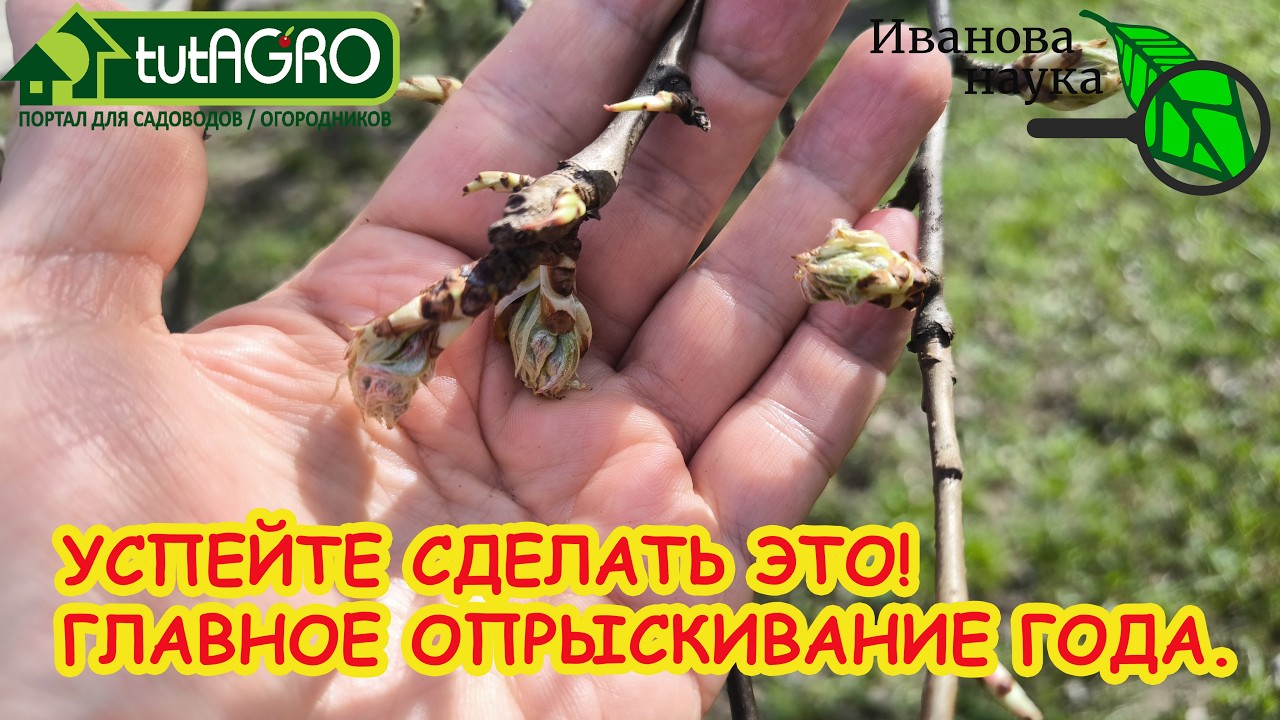 Не пропустите этот момент! Самая важная обработка сада весной. Успейте до цв?
