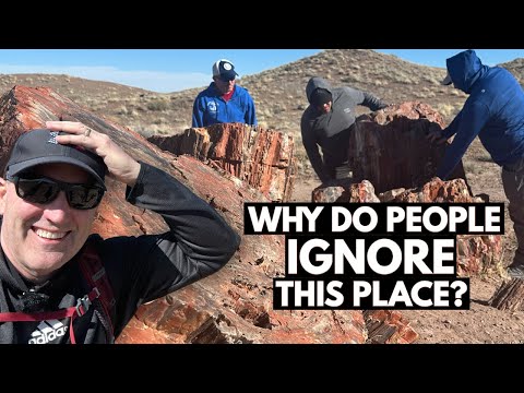 Petrified Forest National Park | The Ultimate One-Day Itinerary