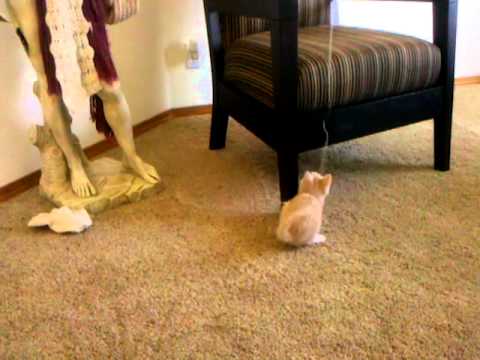 Aziz vs. The Balloon