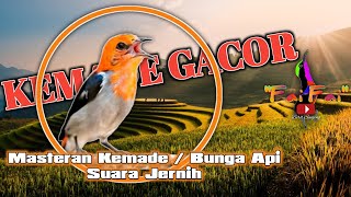 Download lagu Masteran suara burung Kemade Bunga api gacor, Suara jernih, tajam   Terapi air mengalir mp3 Download lagu Masteran suara burung Kemade Bunga api gacor, Suara jernih, tajam   Terapi air mengalir mp3
