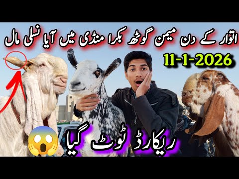 Sunday Memon Goth Bakra Mandi Update ☺️ | 11-1-2026 | Nasli Maal Ki Bharmaar😱 | Sasti Bakra Mandi🥵