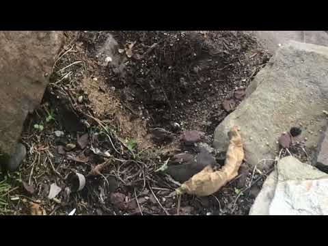 Ants Forage from the Kitchen to the Mulch Bed in Spotswood, NJ