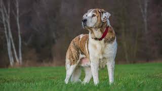 Dog Shapeshifter (Sub)