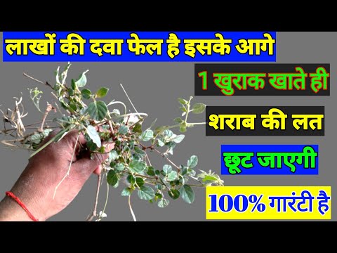 sharab chhudane ki jadi / 1 खुराक खाते ही शराब से नफरत हो जायेगी