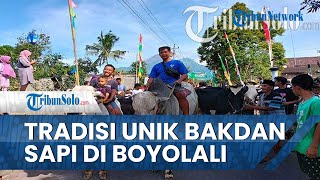 Keseruan Bakdan Sapi, Tradisi Unik Hanya Ada di Kaki Merapi, Tampak Sesama Sapi Saling Silaturahmi