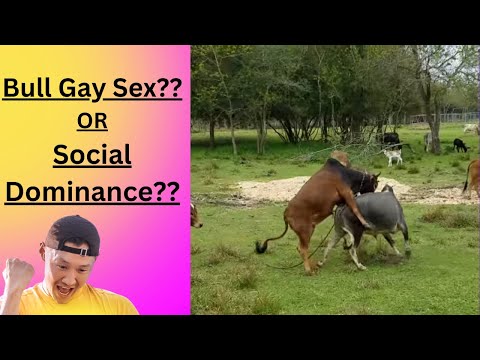 download lagu mp3 mp4 Bull Gay, download lagu Bull Gay gratis, unduh video klip Bull Gay