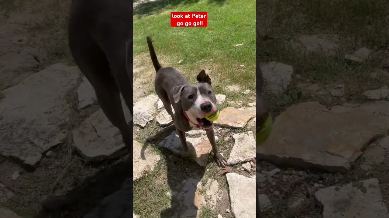 Peter, a ADOPTABLE mixed breed in Austin, TX video 5/6